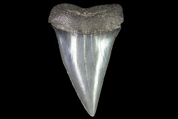 Fossil Mako Shark Tooth - Georgia #75231